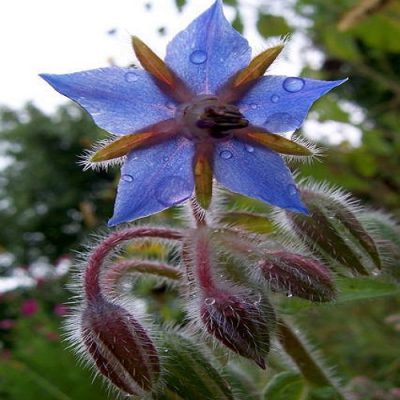Blue Starflower